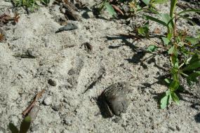 Deer track in sand