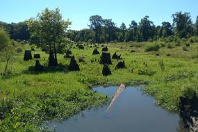 Wetlands