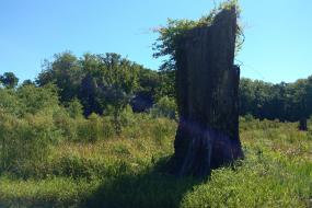 Large tree snag
