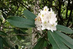 Rhododendron flower