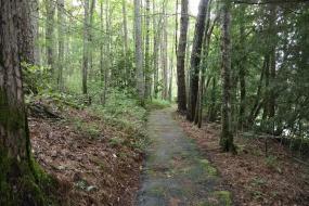 Shaded trail through the trees