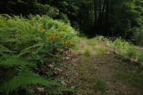 Bank of ferns along the trail