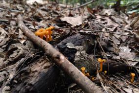Mushrooms living on the forest floor