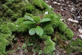 Mossy tree trunk