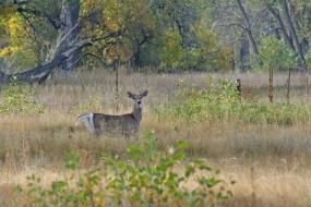 Deer in tall grass