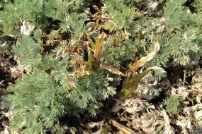 close up of green foliage