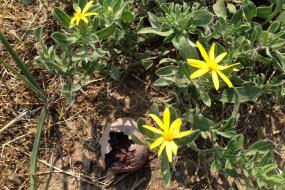 close up of yellow flowers and broken eggs from birds that have hatched 