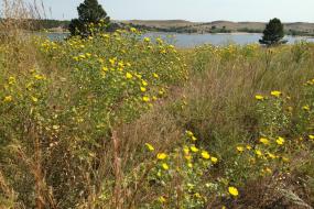 field of yellow flowers with the Angostura Reservoir in the background