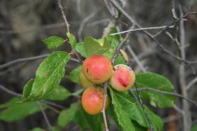 Apples growing on tree