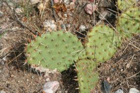 Cactus on ground