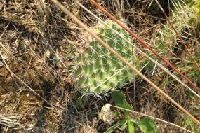 close up of a cactus