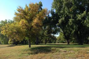 trees in late summer