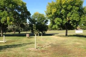trees
