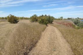 Path cut through the grass