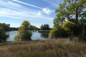 Trees on the banks of the lake