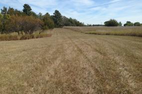 Open grassy field