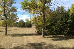 Fairway between two trees