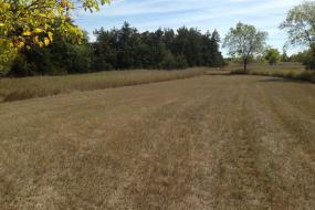 Open grassy fairway
