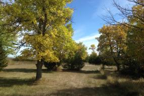 Trees in the fairway