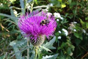 Bumblebee on a flower