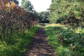 Tree lined trail