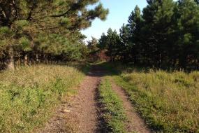 Trail through pine trees