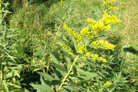 Yellow wildflowers