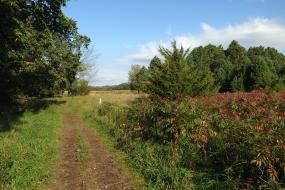 Trail stretching toward a field