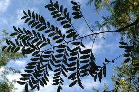 Silhouette of a compound leaf