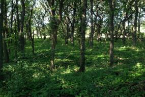 Green vegetation on the forest floor