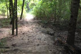 Wet sandy trail through forest
