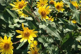 Yellow flowers close up