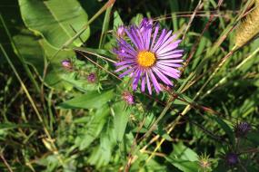 Close up of a purple flower
