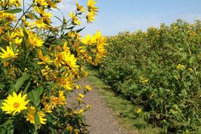 Trail through field of tall yellow flowers