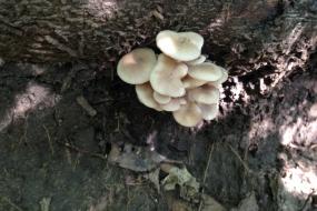 Fungus growing on a log