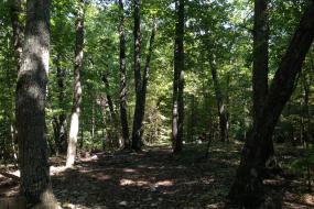 Forest in summer
