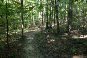 Trail through the forest