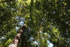 Forest canopy
