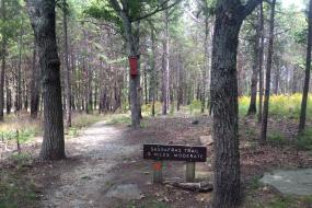 Sassafras Trail through trees