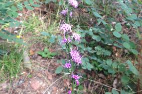 A stalk full of purple flowers