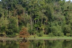 Trees reflecting in water