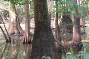 Tupelo trees in swamp