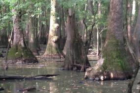 Tupelo trees in swamp