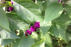 Purple berries on leafy plant