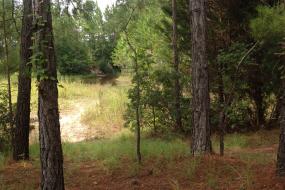 Trail through pine forest