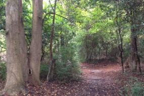 Trail through the woods