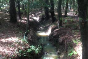 Stream running through the forest
