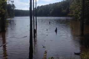 Trees submerged in the lake