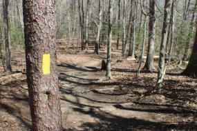 Yellow blaze on a tree beside the trail