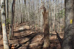Trail passing between some trees and a snag